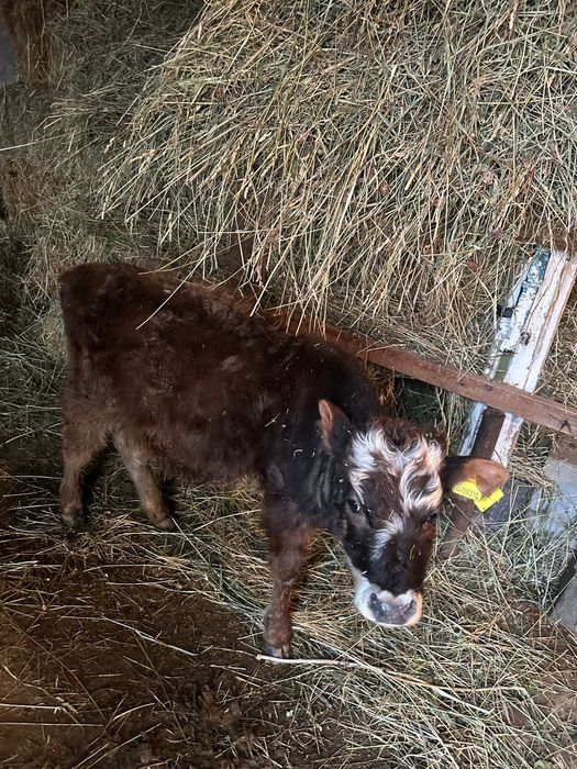 Продам 2 Бычка и 2 Телки