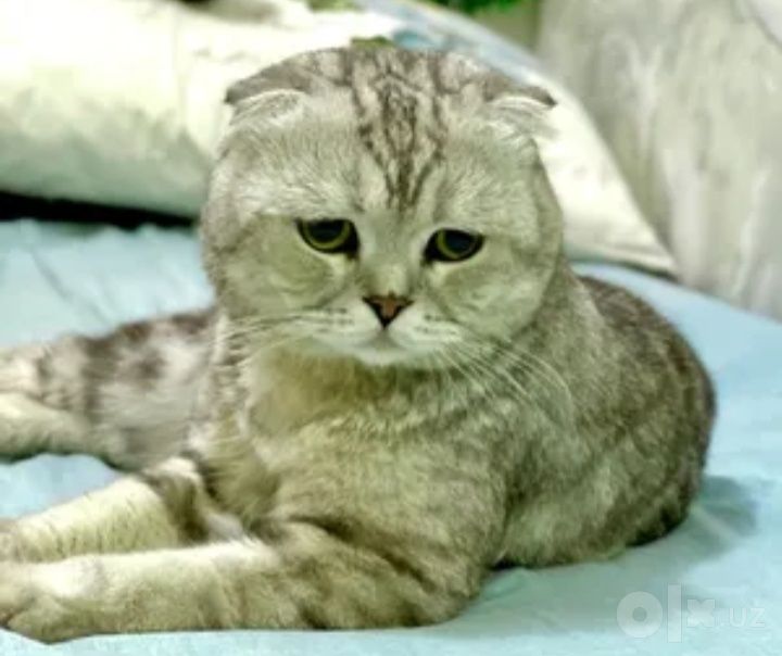 Серебристый табби вислоухая