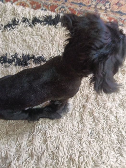 Bichon havenez de vânzare