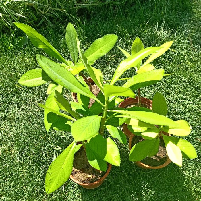 Молочай Гранта (Euphorbia grantii) — 15–20 см