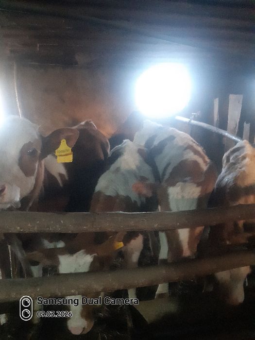 Сельскохозяйственных животные