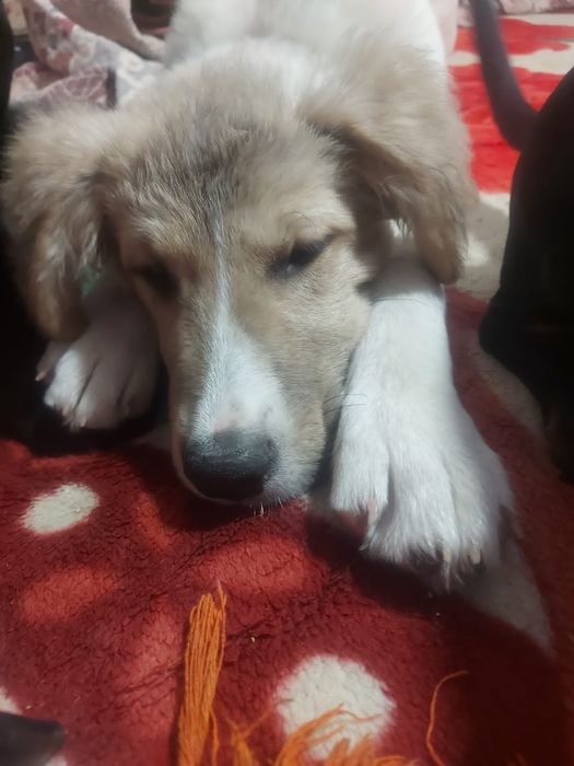 Отдам собаку в добрые руки