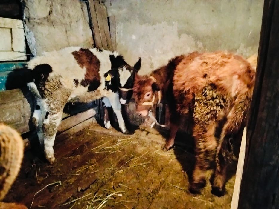 Телята тёлки продам