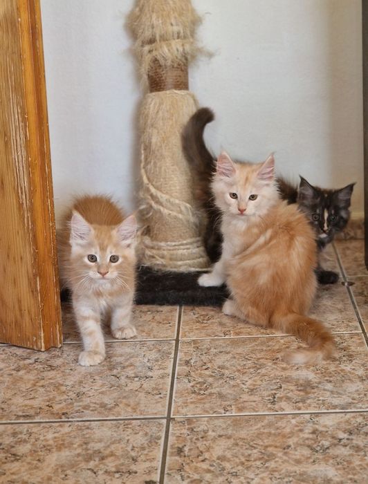 Котенце Мейн Куун