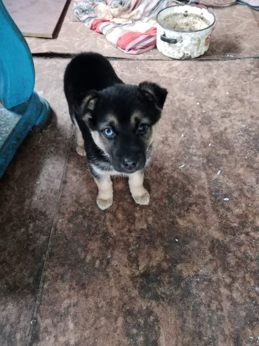 Отдам щенят в хорошие руки