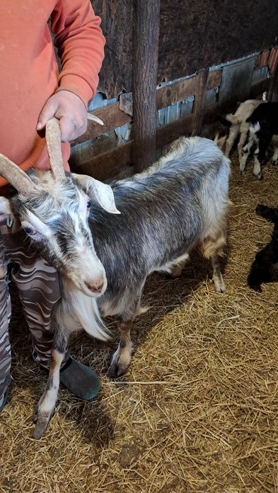 Tap si capra pentru pastrama