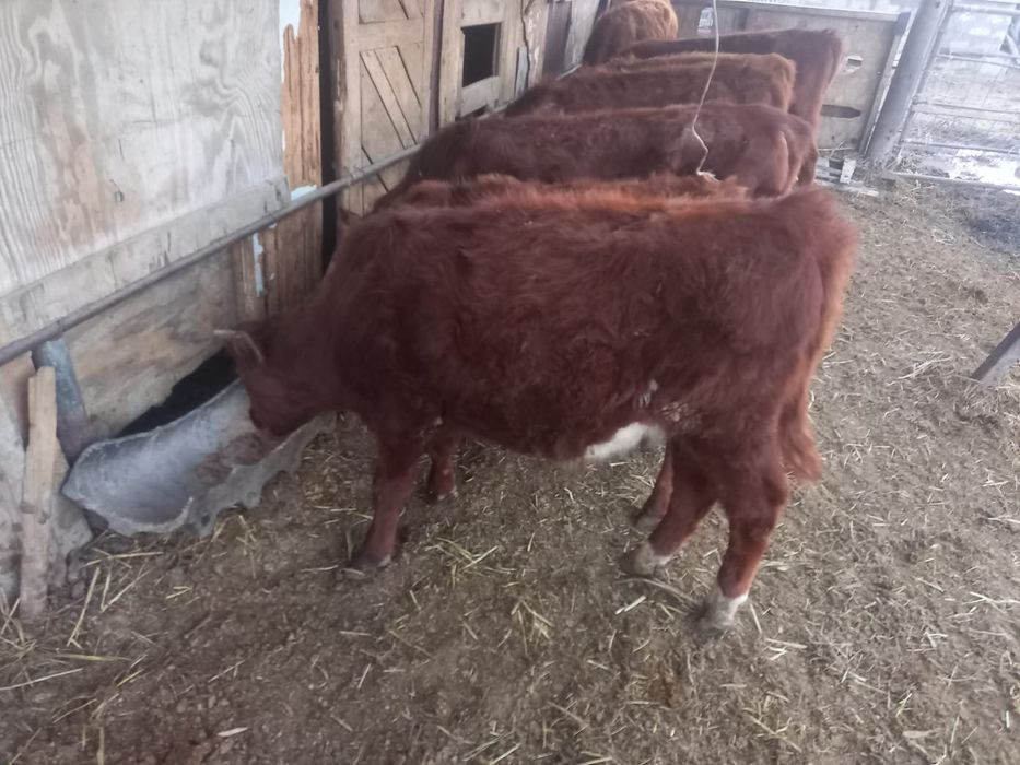 Баспақтар сатылады.