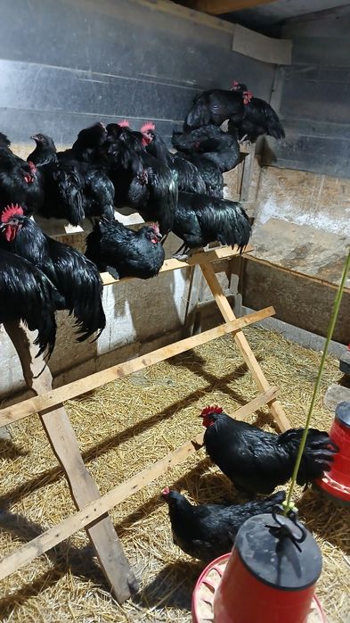 Oua pentru incubat gaini italiene, australorp si ameraucana