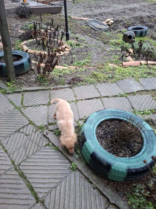 Кокер Шпаньол на 4