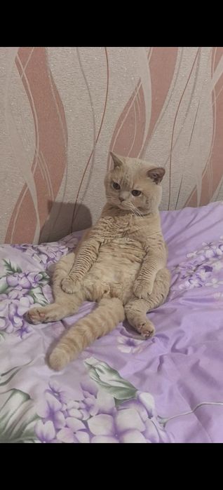 Продам кота, возможно доставка