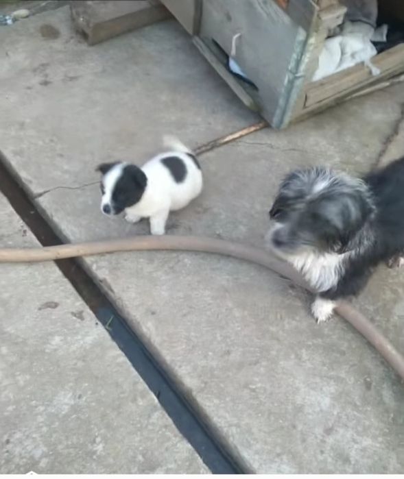 Donez trei catei  doua femele și un mascul