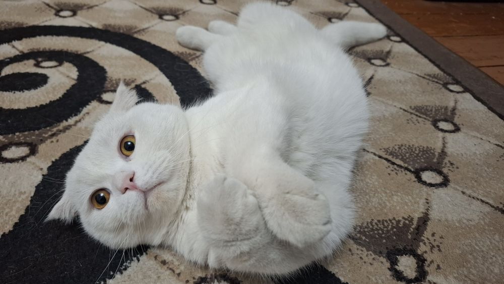 Кот приглашает к себе невеста на вязку