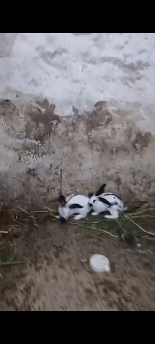 Кояндар сатылады