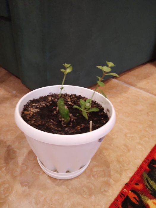 Цветы комнатные в горшках.