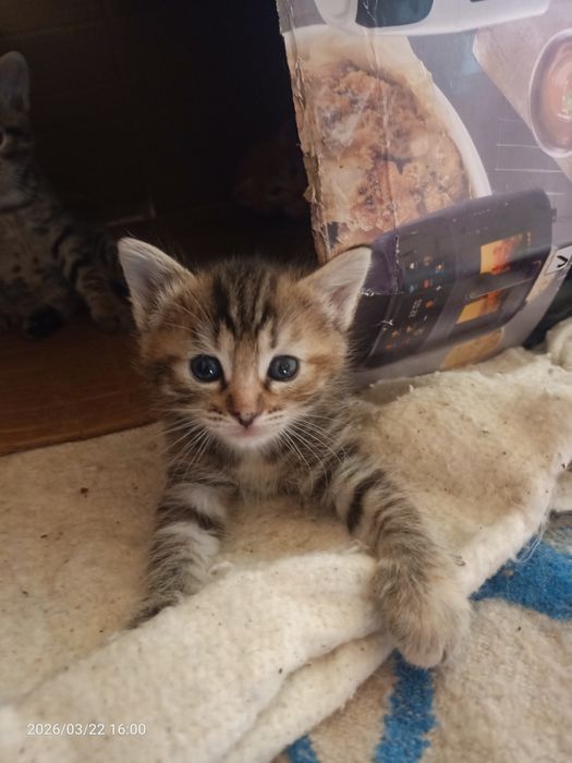 Отдам в добрые ручки.