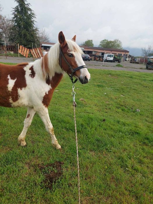 Кон Пинто 11 месеца