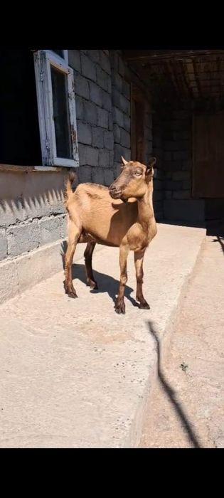 Альпийский жаңа туған ешкі сатылады