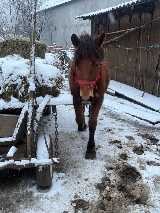 Vând mânză murgă