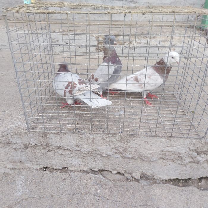 Краснамраморные лет с игрой