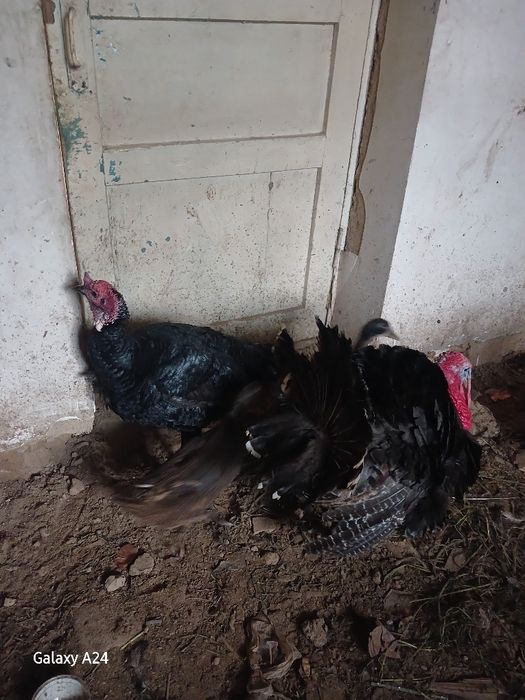 Еркак курка сотилади