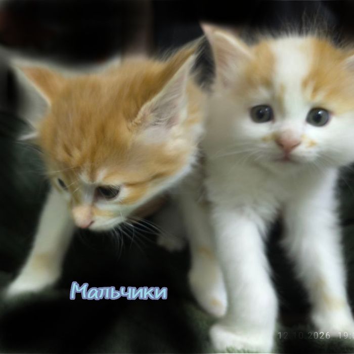 Котята в добрые руки