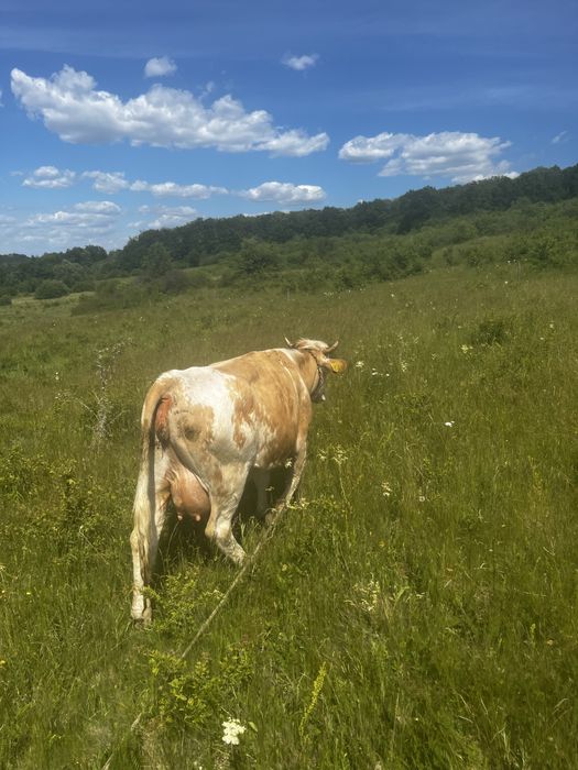 Vand 1 vaca si 3 junici