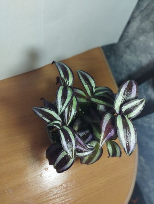 Продам комнатные растения