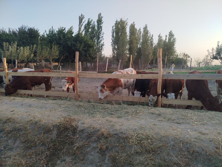 Импорт из России  Продажа оптом и в розницу КРС