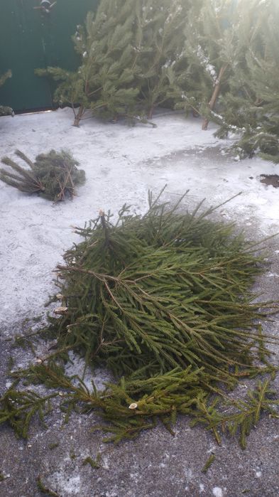 Лапы Ель Сосна живая