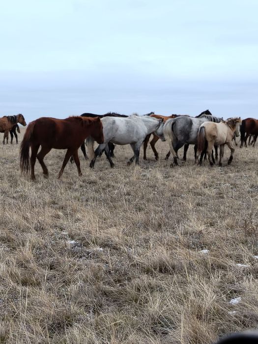 Лошади (согым, жеребята, кони)