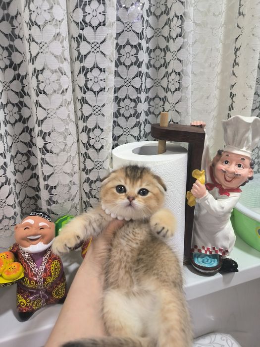 Котята Скоттиш фолд