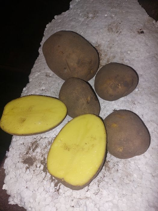 Картошка сорт Гала