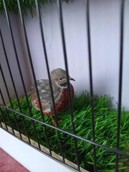 Расписной перепел.