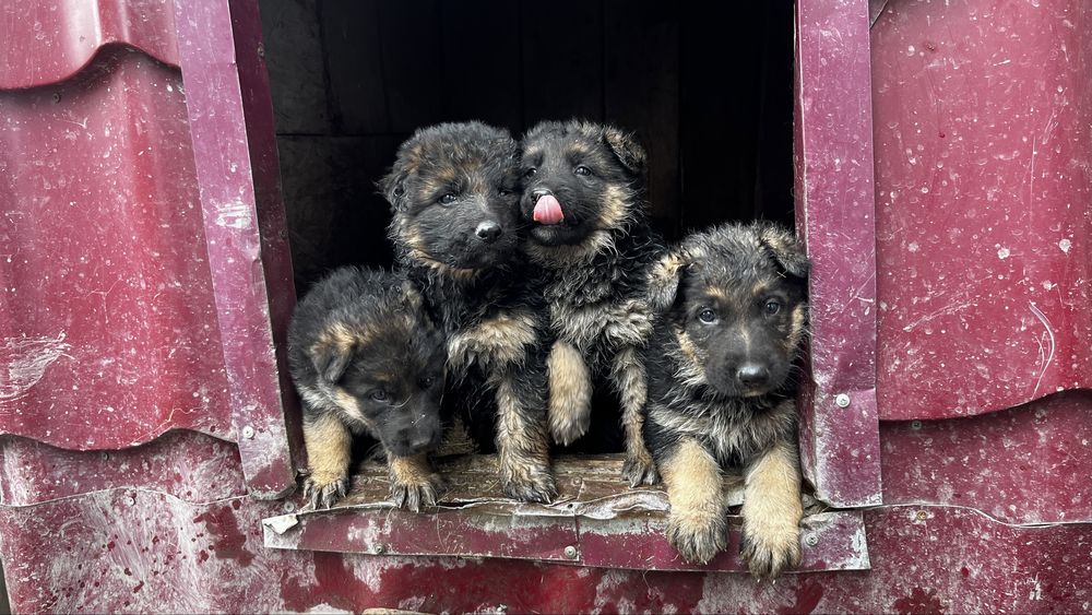 щенки немецкой овчарки продам