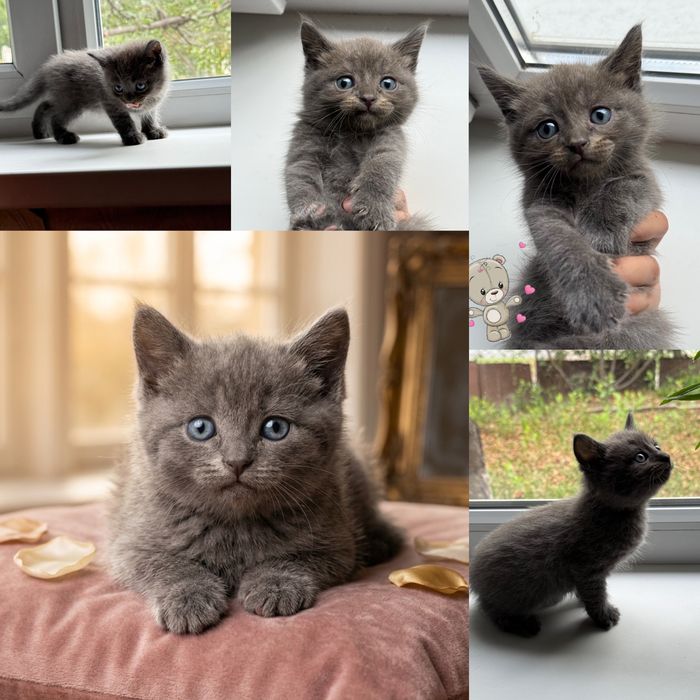 Продам Шотландских котят, породистые.