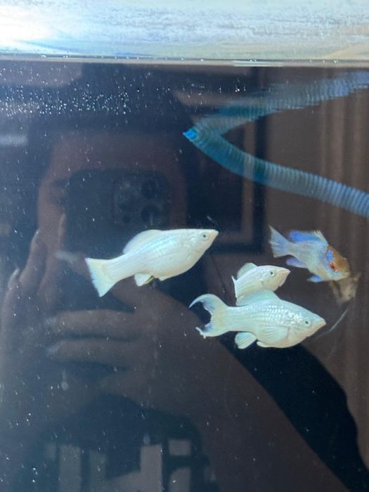 Молинези платина синеглазка