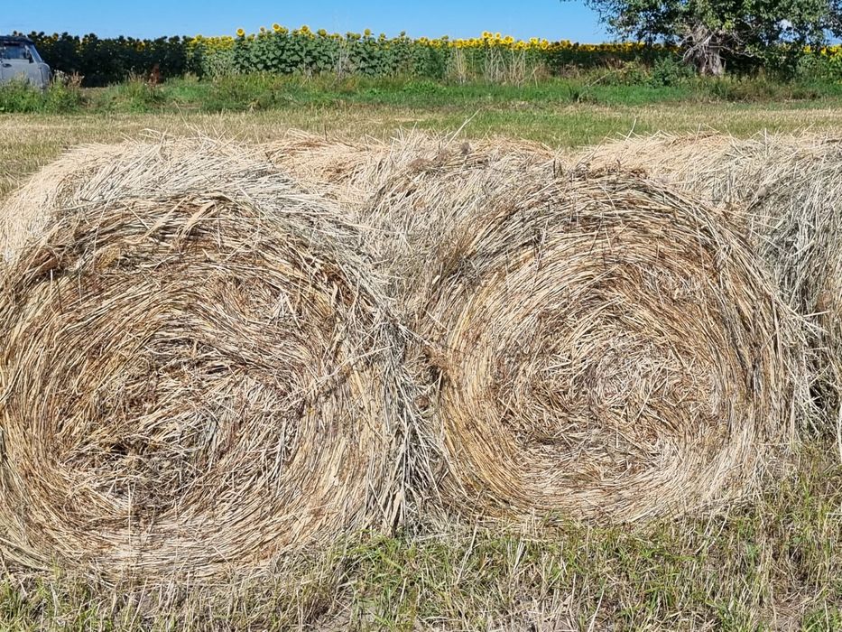 Продаётся сено Тюк 6000