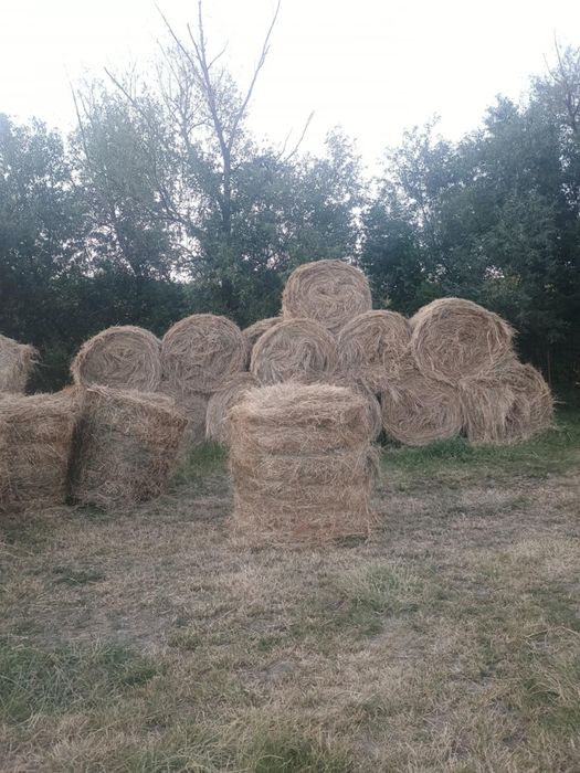 Băloți rotunzi de fan