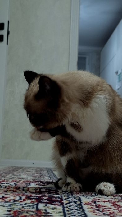 Кот Экзот 8- месяцев