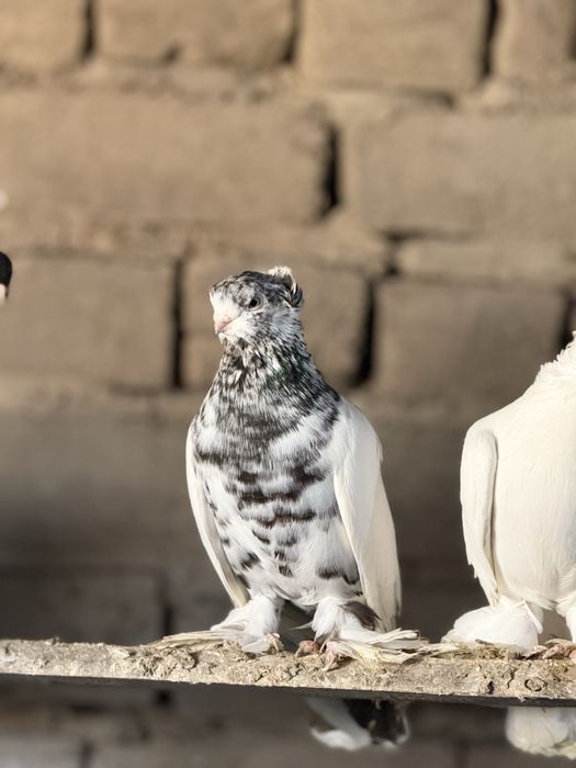 Кептер сатылады!