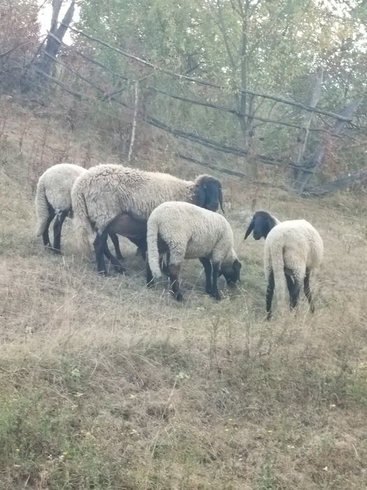 O oaie și două miele