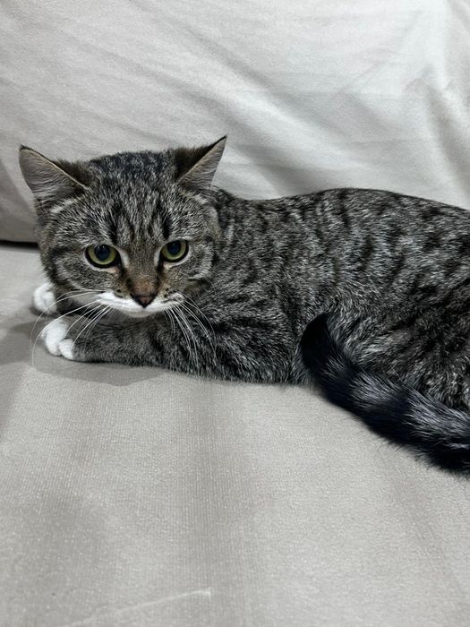 Отдадим в хорошие руки котенка