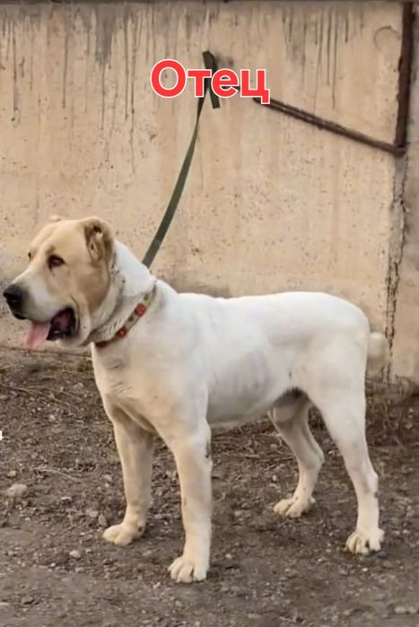 Алабай щенки сао