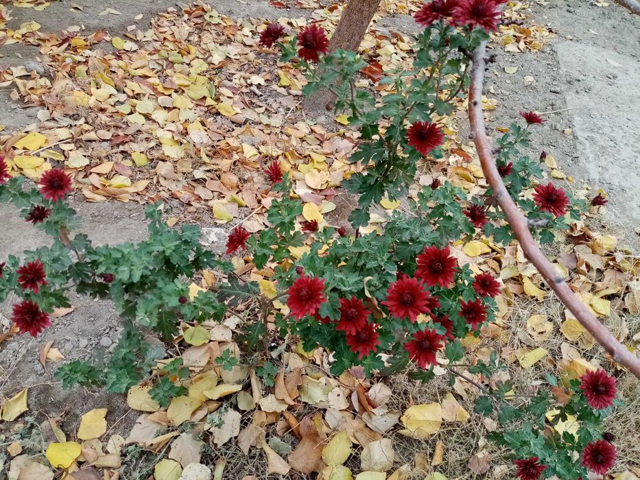 хризантема, канны, черная смородина душистая, вишня