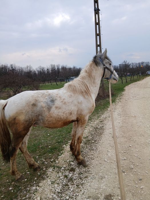 Manz pinto de 2 ani bland