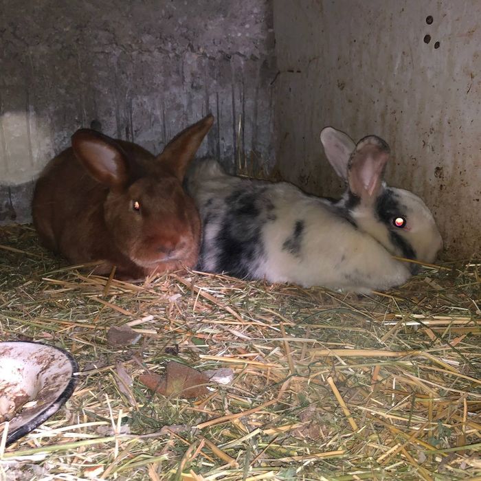 Quyonlar sotiladi satin