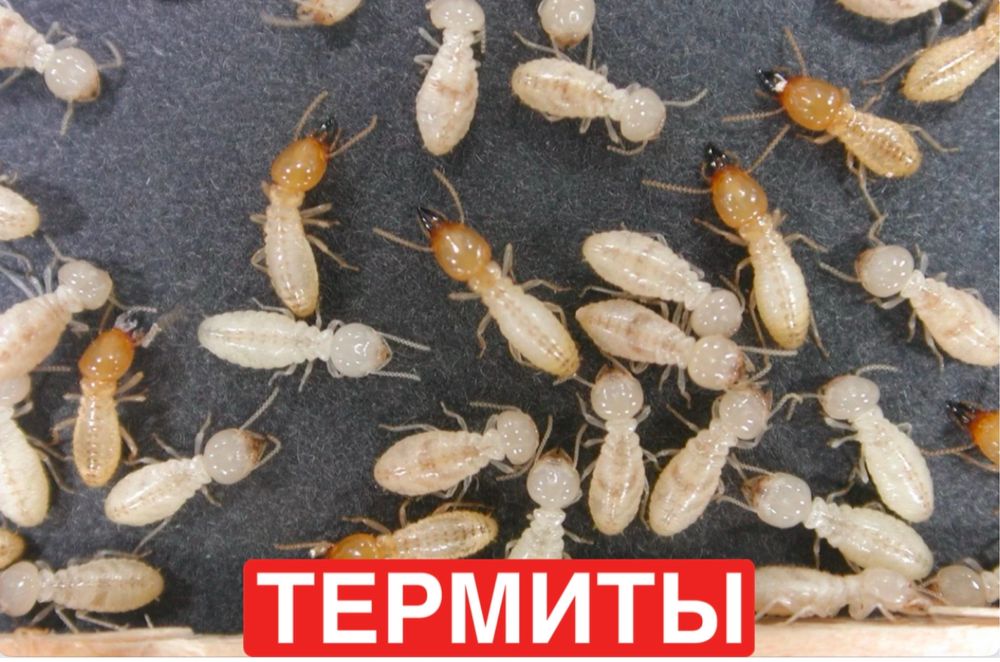 Термиты тараканы клопы