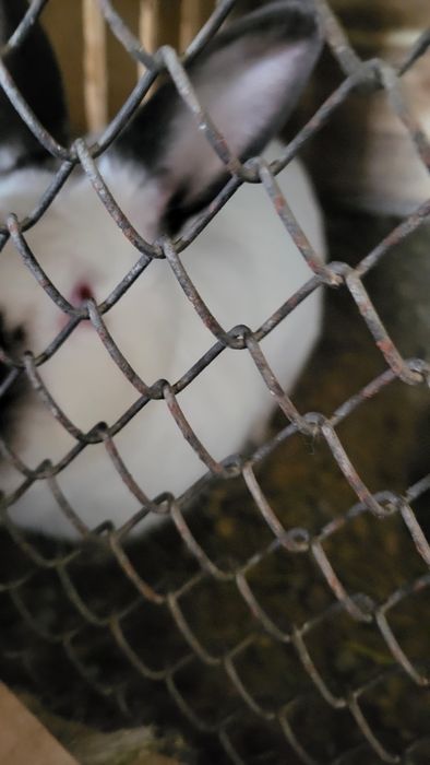 Кролики калифорния