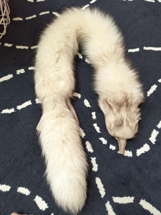 Vând guler nou Vulpe polara naturala