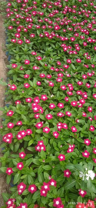 Газон.Gazon.Optem,поливк,микраклимат